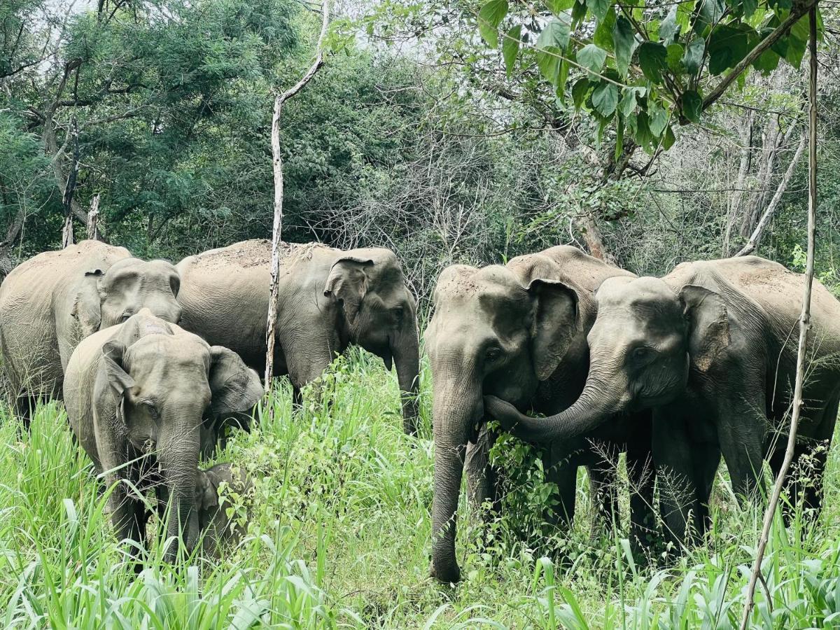 Roy'S Villa Sigiriya Eksteriør bilde